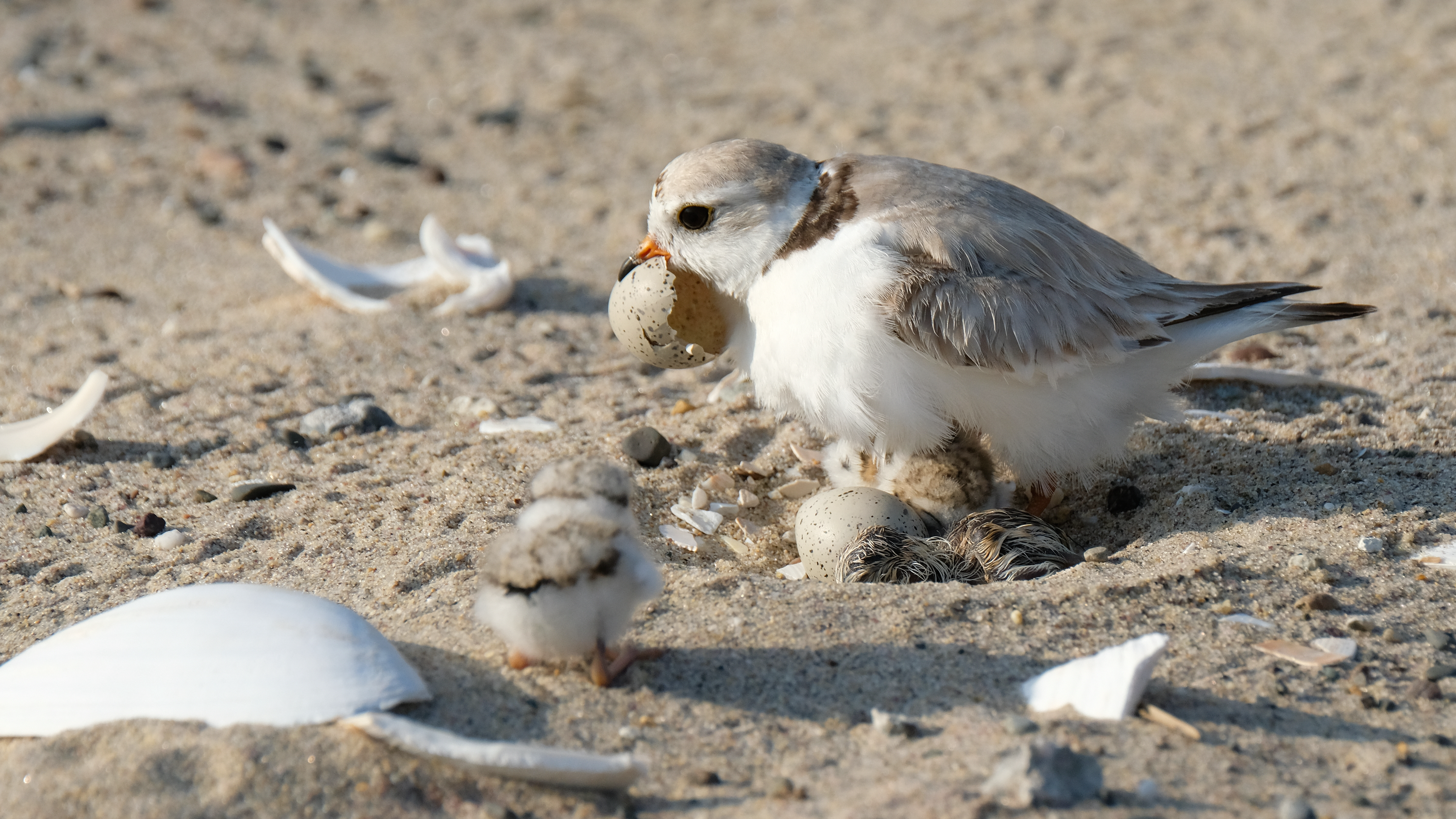 Check for The Piping Plovers of Moonlight Bay airing on a public television station near you!